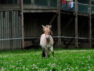 Le cheval de Przewalski, majestueux animal. © Nadine Jacquet