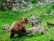 Danse avec les loups: deux canidés accaparent l’attention de l’ours, alors que deux autres font l’extérieur pour aller pincer les fesses du plantigrade. © Nadine Jacquet