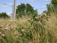 Les CFF tardent à venir et les chardons prolifèrent dans les champs! © La Région