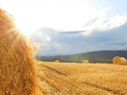 Le bilan des moissons est positif, aux yeux de la plupart des agriculteurs. © Nadine Jacquet