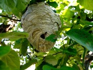 Les nids peuvent se loger dans les arbres, mais aussi dans le sol. Alertées par la vibrations de nos pas, les guêpes peuvent alors se sentir menacées et attaquer. © Muriel Antille