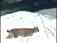 Le lynx a été surpris par la jeune fille au pair. © Raphaela Saxer-DR