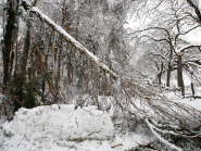 La neige a fait de gros dégâts l’hiver dernier, ici à Baulmes. De nombreux arbres ont tiré leur révérence sous le poids de l’or blanc. © Muriel Antille La neige a fait de gros dégâts l’hiver dernier, ici à Baulmes. De nombreux arbres ont tiré leur révérence sous le poids de l’or blanc. © Muriel Antille
