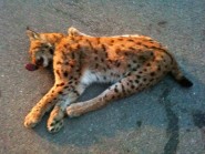 Ce jeune lynx (femelle) a été tué mardi dernier sur la route Vallorbe-Le Pont, non loin de Juraparc (Mont-d’Orzeires). © La Région