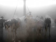 Les vaches suisses devraient produire toujours plus de lait, à des prix encore plus bas, selon les entreprises de transformation. © Muriel Antille