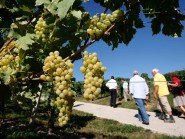 Les viticulteurs vaudois produiront moins de vin en 2012. © Muriel Antille-a Les viticulteurs vaudois produiront moins de vin en 2012. © Muriel Antille-a