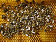 Les abeilles changent de propriétaire contre leur gré... © Muriel Antille Les abeilles changent de propriétaire contre leur gré... © Muriel Antille