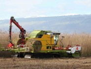 Le fauchage des roseaux avec la machine Elbotel sur chenilles larges, un prototype développé spécifiquement pour l’entretien des marais. © Juillerat Le fauchage des roseaux avec la machine Elbotel sur chenilles larges, un prototype développé spécifiquement pour l’entretien des marais. © Juillerat