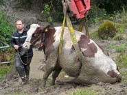 Après de longs efforts, la bête a pu être extirpée de son piège et remise sur ses pattes. © Michel Duperrex Après de longs efforts, la bête a pu être extirpée de son piège et remise sur ses pattes. © Michel Duperrex