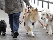 Si la loi devait être durcie, Nerah, Hindy, Kiss et Dermu ne pourront plus être promenés ensemble. © Michel Duperrex Si la loi devait être durcie, Nerah, Hindy, Kiss et Dermu ne pourront plus être promenés ensemble. © Michel Duperrex