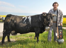 Bornéo, la numéro 21, a gagné ce combat face à la favorite Frégate, la double championne en titre. DR