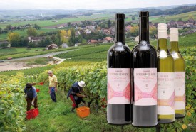 A l’image d’autres producteurs de la région, la Ville d’Yverdon-les-Bains s’attend à des vendanges peu prolifiques. Photomontage