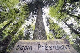 préLe «Sapin Président», l’arbre roi des forêts baulméranes, donne au Sentier des géants ses lettres de noblesse. © Michel Duperrex