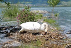 Un cygne espère sauver ses oeufs, à Yvonand. © Nadine Jacquet