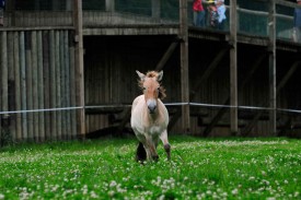 Le cheval de Przewalski, majestueux animal.