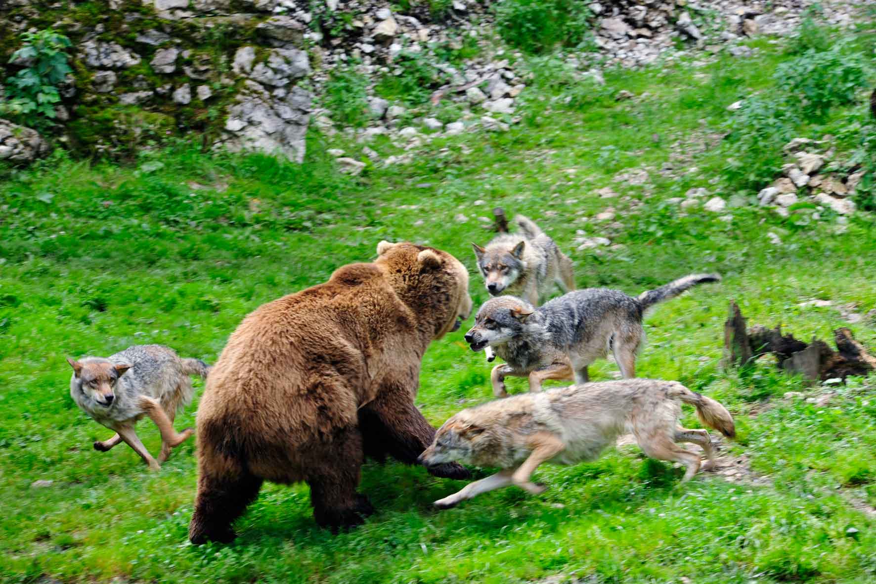 Бурый медведь против. Бурый медведь против Волков. Медведь Гризли против Волков. Бурый медведь против волка.