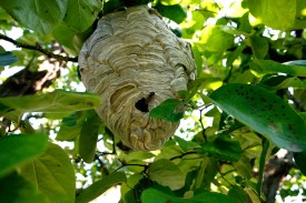 Les nids peuvent se loger dans les arbres, mais aussi dans le sol. Alertées par la vibrations de nos pas, les guêpes peuvent alors se sentir menacées et attaquer.