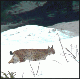 Le lynx a été surpris par la jeune fille au pair. © Raphaela Saxer-DR