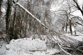La neige a fait de gros dégâts l’hiver dernier, ici à Baulmes. De nombreux arbres ont tiré leur révérence sous le poids de l’or blanc. © Muriel Antille