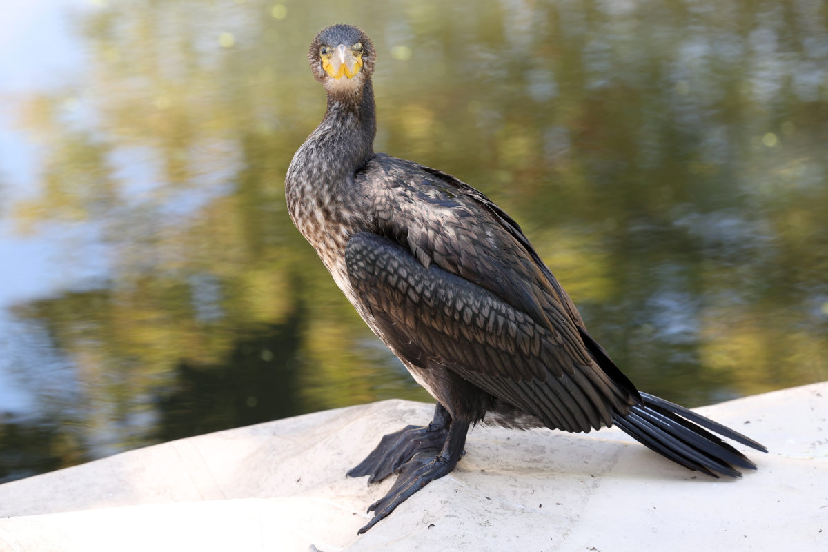 Le retour du cormoran au Parlement
