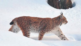 Si le lynx a pu revivre en Suisse, c’est aussi grâce à l’action du naturaliste Archibald Quartier, ancien responsable de la chasse et de la pêche du Canton de Neuchâtel. ©La Région-a