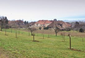 L’organisation Pro Natura Vaud a hérité de ce verger, où elle a planté des arbres hautes tiges de différentes variétés. ©Carole Alkabes