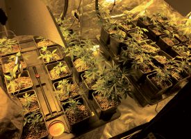 Plus de 200 plants de chanvre étaient cultivés dans cette maison située au bout de la rue de France. ©DR