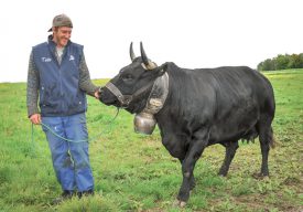 A 5 ans, Victoire, la vache d’Hérens de Sylvain Blanchard n’hésite pas à asséner le coup de grâce à ses adversaires. ©Carole Alkabes
