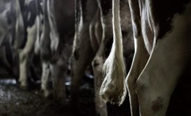 Le prix du lait n’a jamais été aussi bas. La faute à des transformateurs avides de bénéfices et à des agriculteurs individualistes. Enquête sur le système opaque de l’industrie laitière. ©Simon Gabioud