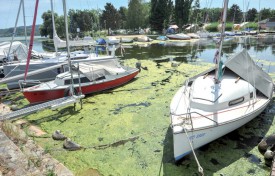 Une faucardeuse a fauché les algues au milieu du port, la semaine passée. ©Carole Alkabes