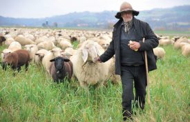 Avec son chapeau bergamasque et son bâton de berger, Pascal Eguisier, ne passe pas inaperçu dans la région du Nord-vaudois. ©Carole Alkabes