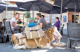 Le boeuf «Léo», confortablement installé à l’ombre des parasols d’une terrasse de la place Pestalozzi. ©Simon Gabioud