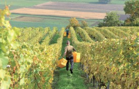 Les vendanges battaient encore leur plein lundi à Champvent, dans les vignes d’Olivier Chautems. ©Michel Duperrex