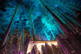 Les arbres se sont colorés pour accueillir le public dans le bar de la forêt. Splendide !