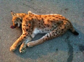 Ce jeune lynx (femelle) a été tué mardi dernier sur la route Vallorbe-Le Pont, non loin de Juraparc (Mont-d’Orzeires).