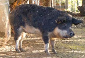Un cochon laineux. © Michel Duperrex