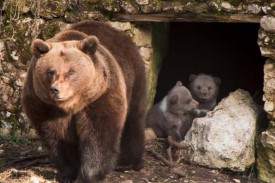 Au Mont d’Orzeires, l’instinct maternel n’a pas quitté la vieille femelle de 18 ans, Ursula, qui, aux premiers signaux de danger, renvoie ses petits, King et Zoé, dans leur tanière.