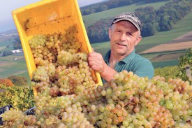 Olivier Chautems a attendu pour laisser son raisin gagner en maturité. ©Michel Duperrex