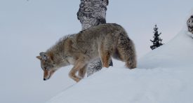 Parmi les moments exceptionnels qu’il vit en Alaska, Nicolas Reymond apprécie particulièrement les rencontres avec les animaux dont les loups. ©DR