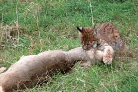 Il s’est ensuite attaqué à son festin. Vu son manque d’expérience, le jeune lynx a mis du temps avant de parvenir à ses fins. ©Aline Roth