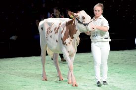 Johanna Poncet, avec Joofi, durant le Showmanship de Swiss Expo. ©Michel Duperrex