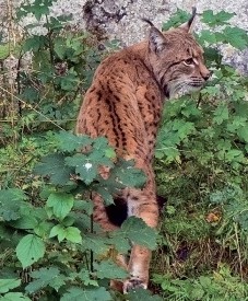 Des lynx issus du Jura vaudois et des Carpates slovaques vont repeupler une réserve du Palatinat. ©Blanchard-a