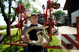 Le boa constrictor, qui a perdu un peu de couleurs après avoir été congelé par la famille Grin, avait visiblement mangé peu avant d’avoir été retrouvé dans le champ près du Villaret. © Muriel Antille