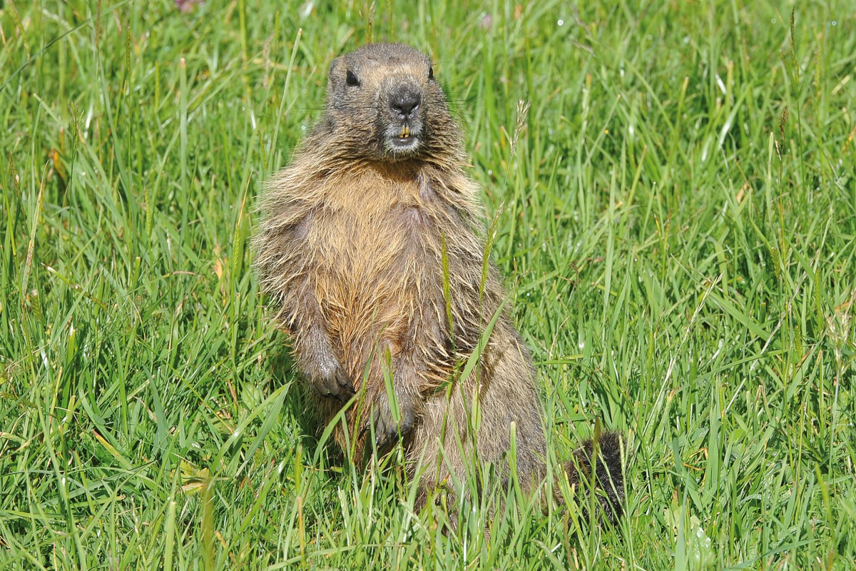 Dans l’univers des marmottes des Roches Eboulées
