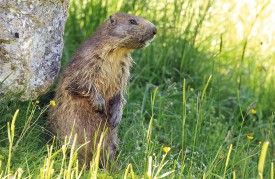 Tout en restant sur ses gardes, cette marmotte s’est laissée approcher de très près. © Michel Duperrex