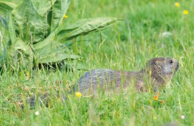 Ce mammifère herbivore a de quoi trouver son bonheur dans ce pâturage. © Michel Duperrex