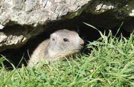 Curieux, le marmotton hésite à quitter la sécurité du terrier. © Michel Duperrex