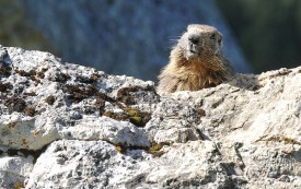 Rien de tel qu’un bon bain de soleil sur un rocher pour commencer la journée. © Michel Duperrex
