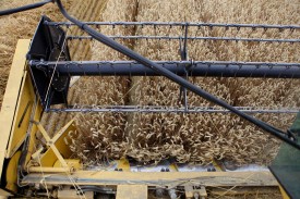 La qualité du blé et des céréales est jugée «bonne», voire «très bonne», par Philippe Gonin, président et directeur du Moulin d’Yverdon. © Muriel Antille -a