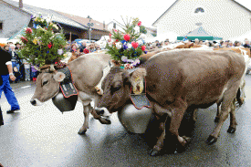 La seizième Fête du Vacherin Mont d’Or, l’occasion de faire découvrir les beautés et les traditions de la vallée de Joux, dont la désalpe. Karin Keller-Sutter, fille du Toggenburg, y a vu de nombreux point communs avec sa région. © Muriel Antille